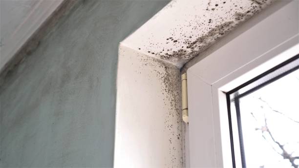 Trusted Berkeley, MO Mold Removal Experts